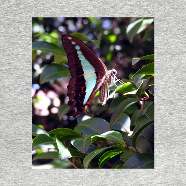 Blue Triangle Butterfly by kirstybush